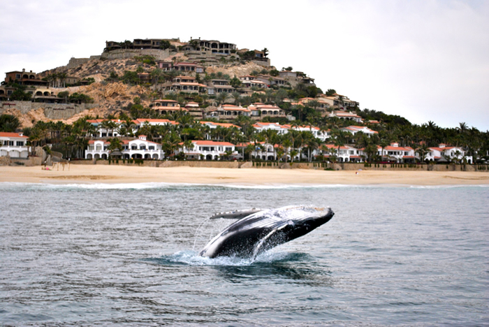 Beachfront Community